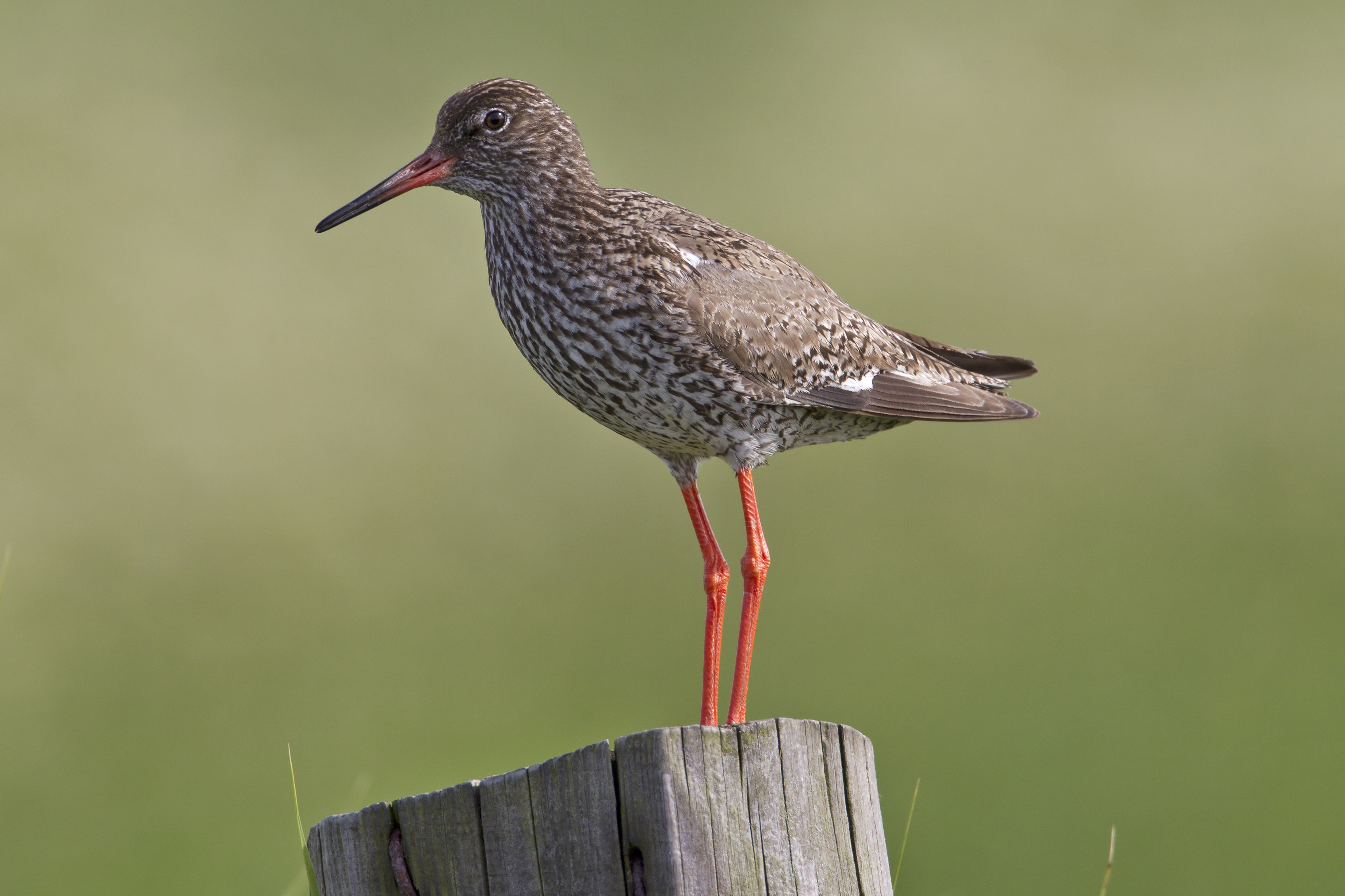 Vogelexcursie naar Zeeland – Zondag 18 december