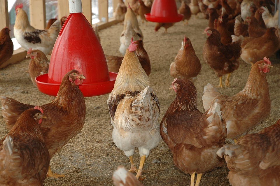 WMF reageert op kippenleed in West-Vlaanderen